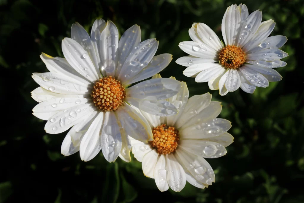 Chamomile White Petals Yellow Center Dewdrops