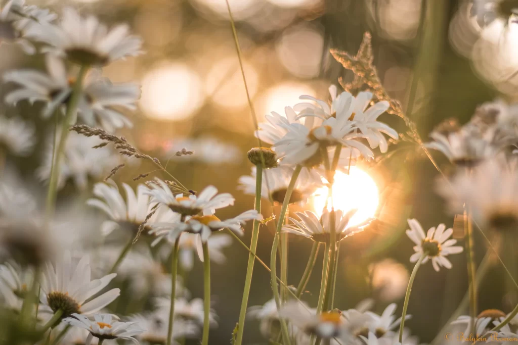 Chamomile White Petals Yellow Center Sunlight