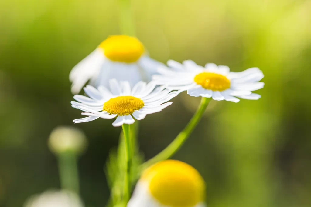 Chamomile White Yellow Flower Green Stem