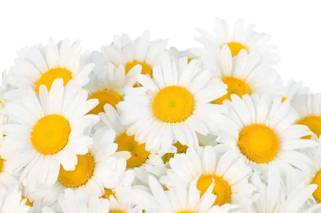 Chamomile White Yellow Flower