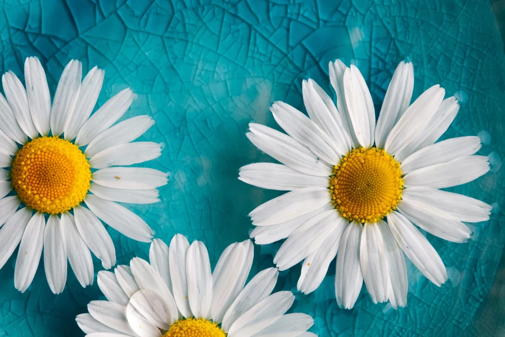 Chamomile White Yellow Flower Blue Background