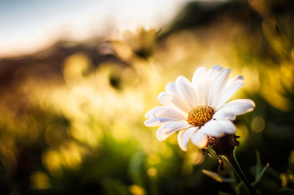 Chamomile White Yellow Flower Green Grass