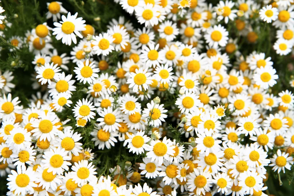 Chamomile White Yellow Flower Green Leaf