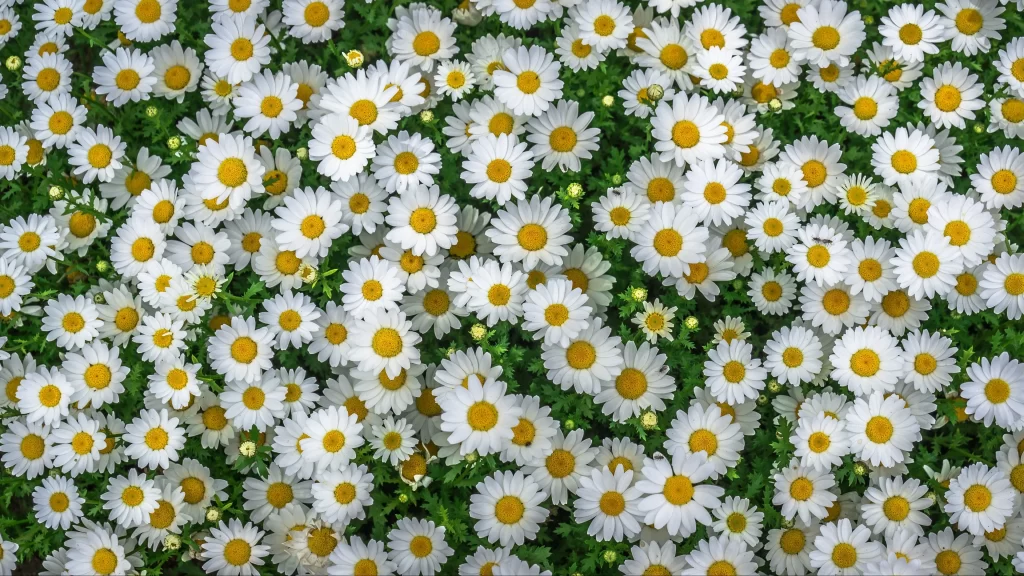 Chamomile White Yellow gray Green
