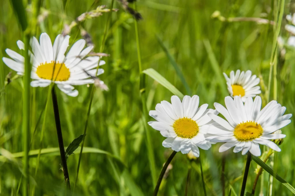 Chamomile White Yellow Green warm Grass