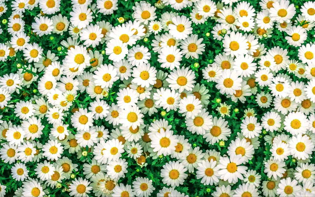 Chamomile White Yellow warm Green
