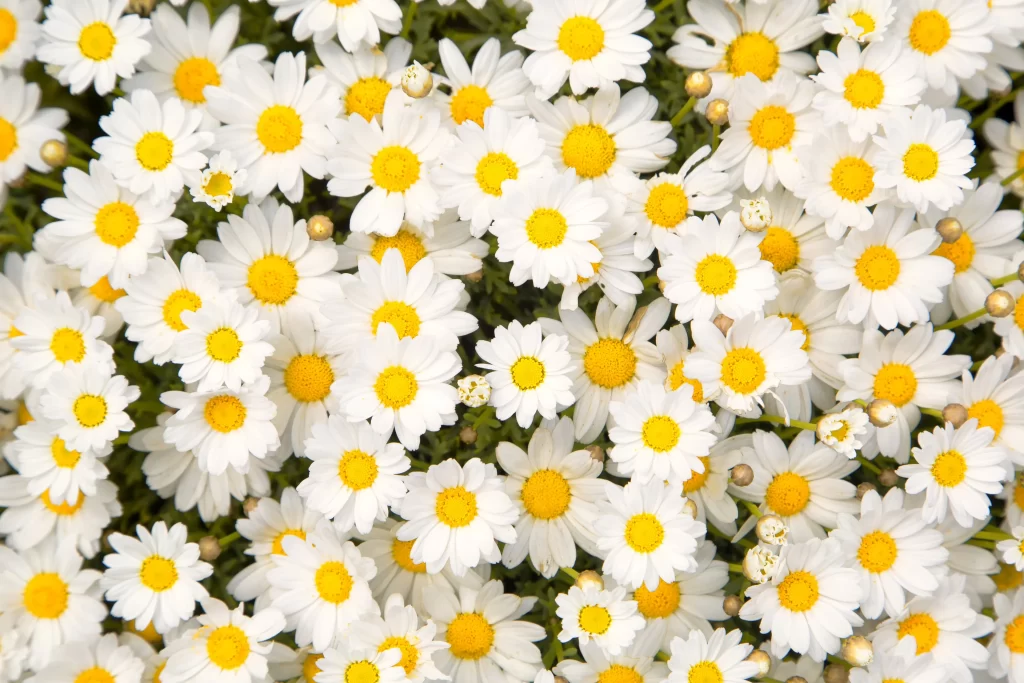 Chamomile White Yellow warm Flower