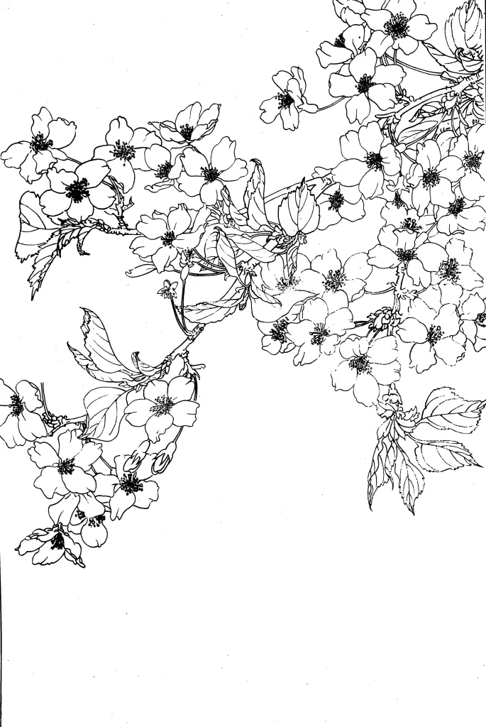 Cherry Blossom Chinese Line Drawing Botanical Art