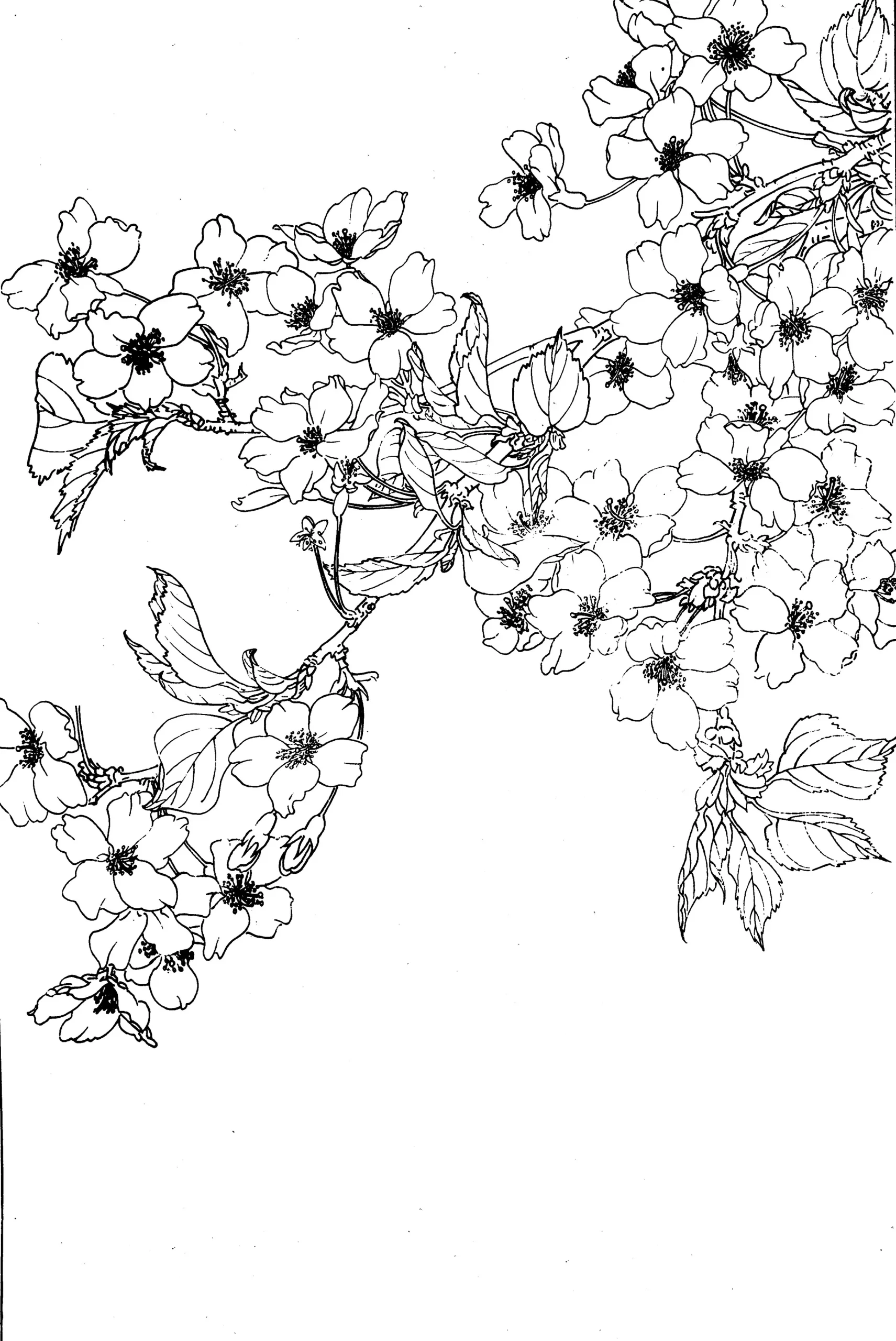 Cherry blossom Chinese Baimiao line drawing botanical art