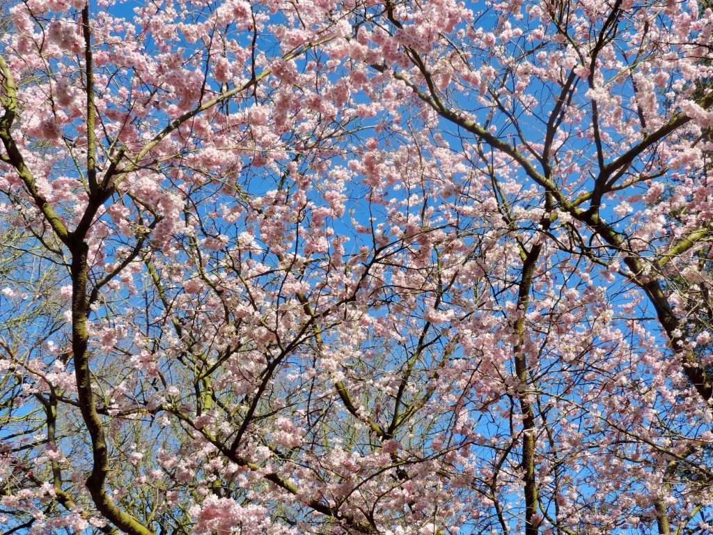 Cherry Blossom Pink Blue Sky Branch