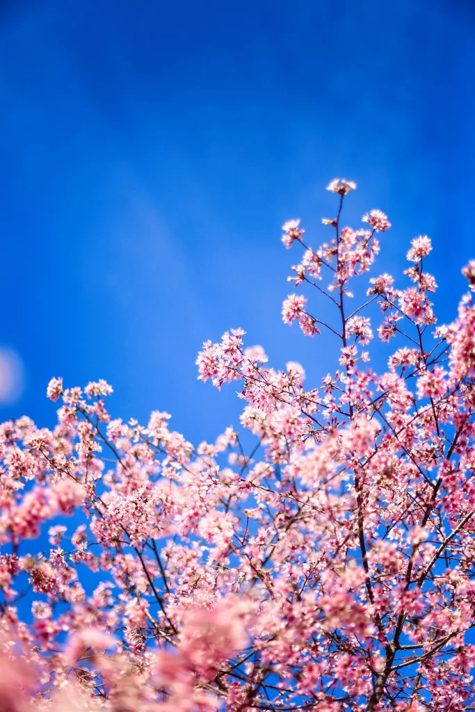 Cherry Blossom Pink Blue Sky Branch cool Petal