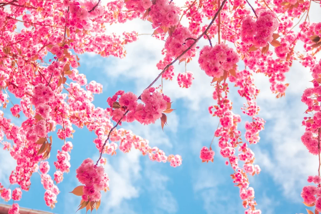 Cherry Blossom Pink Blue Sky Branch warm Petal