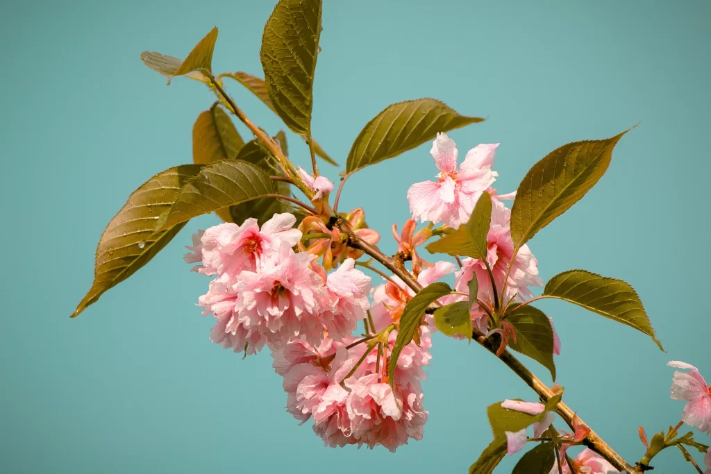 Cherry Blossom Pink Green Leaf Blue Sky