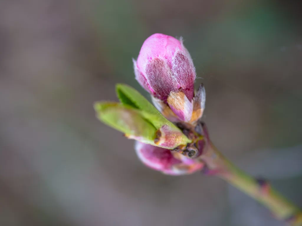 Cherry Blossom Pink Green Bud Spring