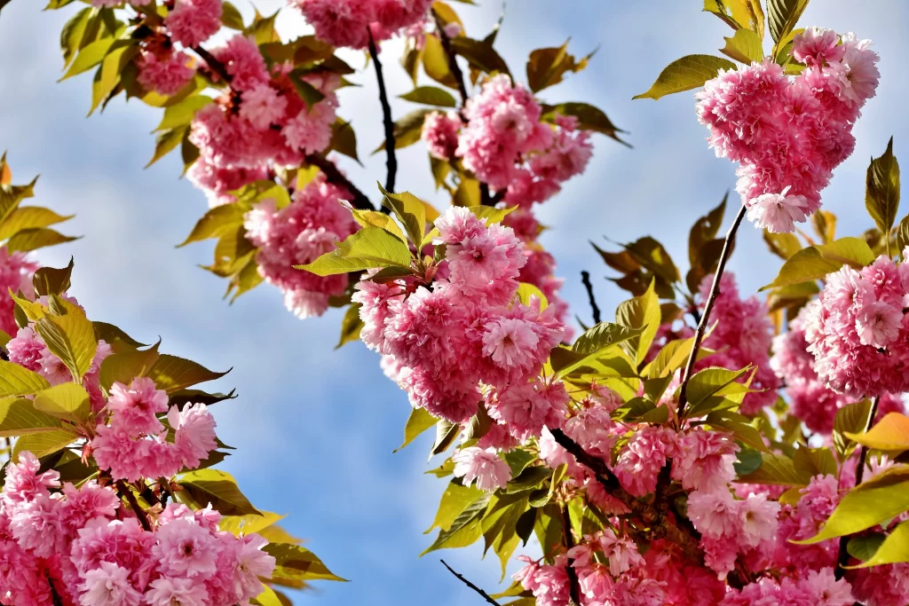 Cherry Blossom Pink Green Blue Sky