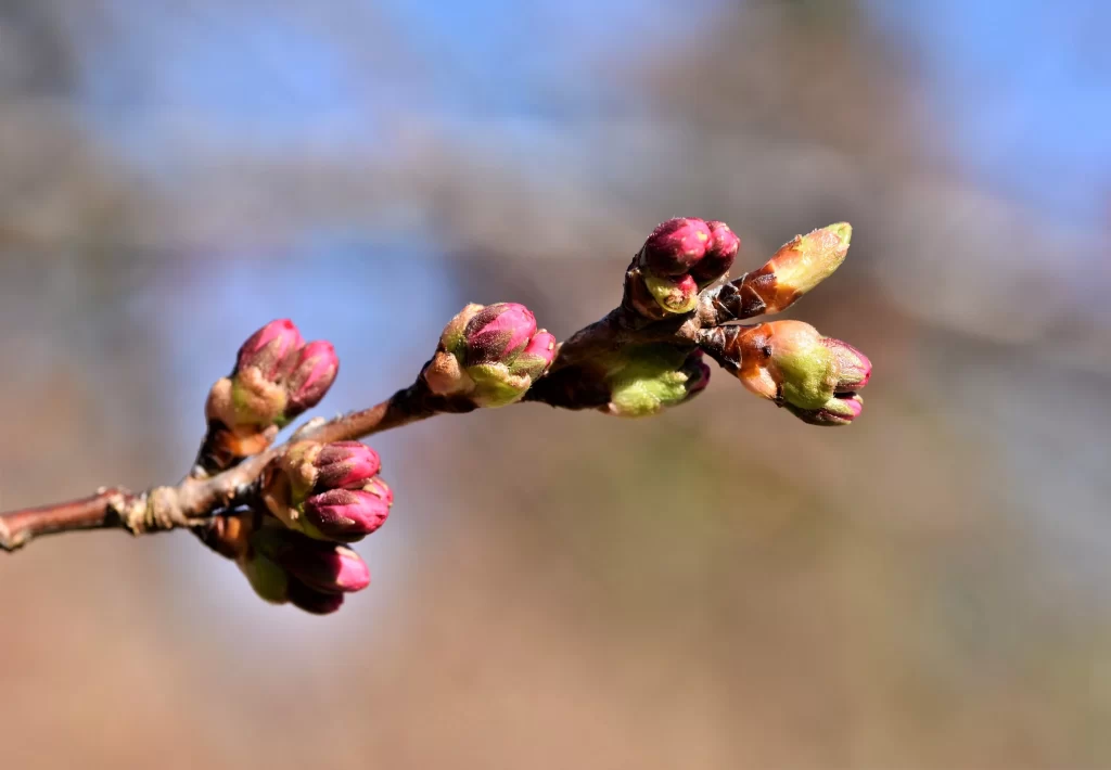 Cherry Blossom Pink Green Bud gray Branch