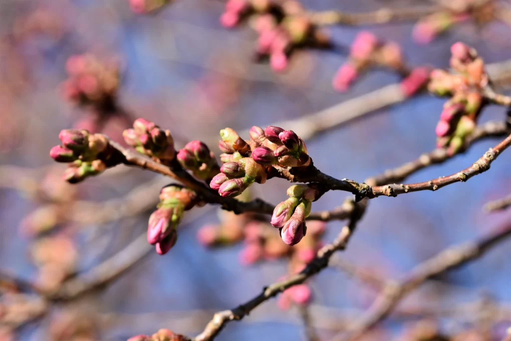 Cherry Blossom Pink Green Bud gray Branch