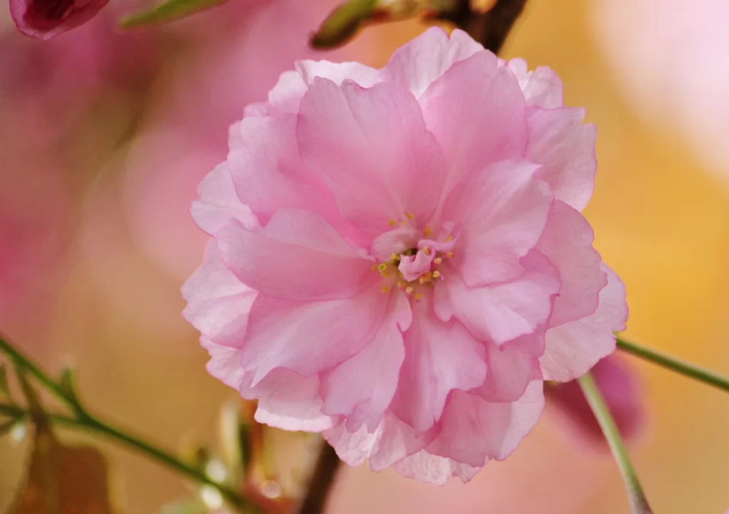 Cherry Blossom Pink Petal Spring warm Branch