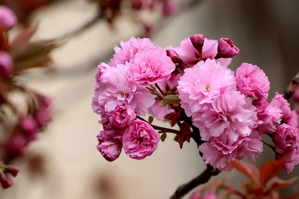 Cherry Blossom Pink Petal Spring warm Branch