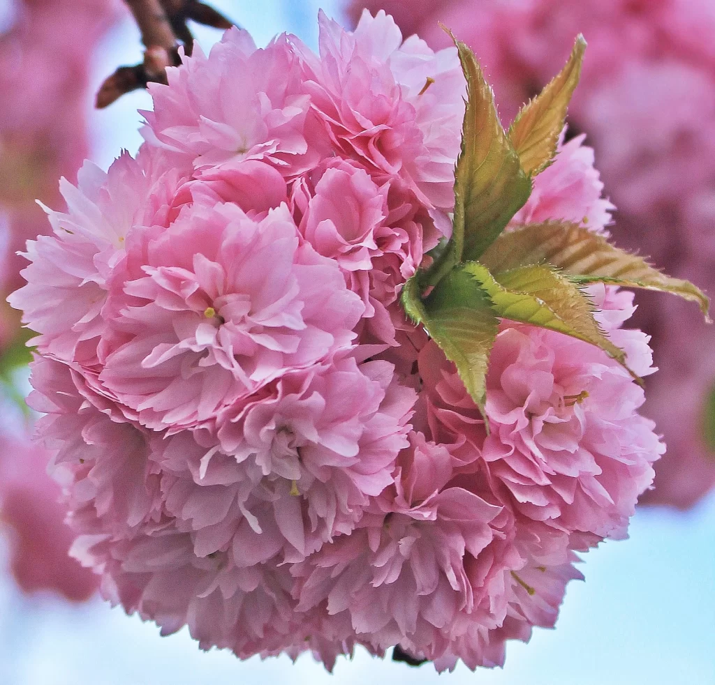 Cherry Blossom Pink Petal Green Leaf Spring