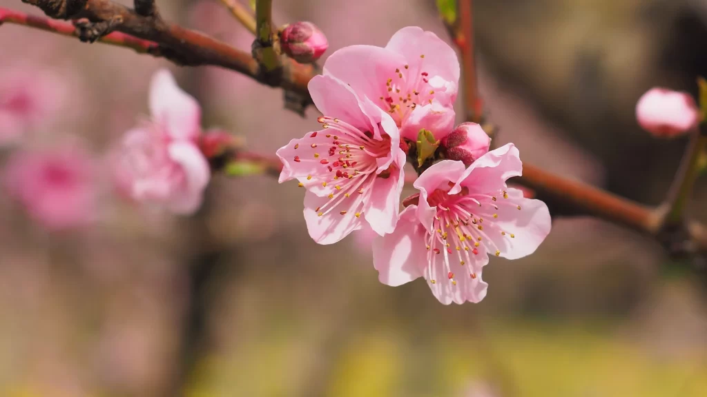 Cherry Blossom Pink Petal Spring Branch Bloom