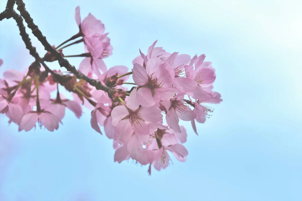 Cherry Blossom Pink Petal Blue Sky Spring Branch