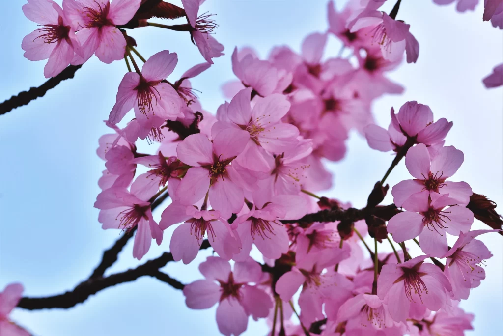 Cherry Blossom Pink Petal Branch Sky