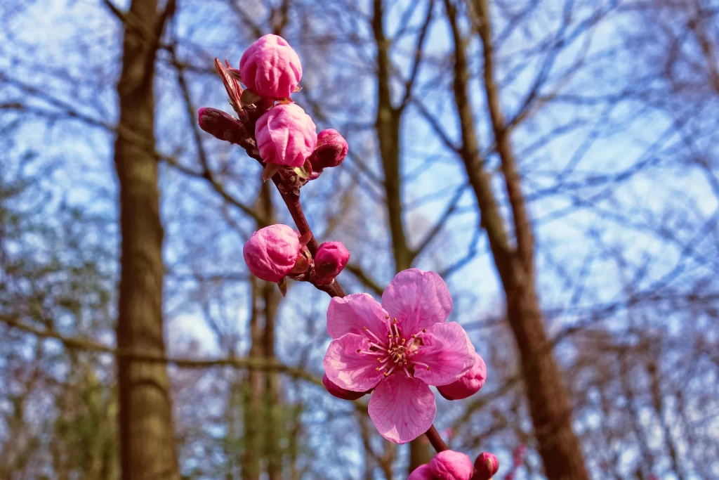 Cherry Blossom Pink Petal Spring gray Branch