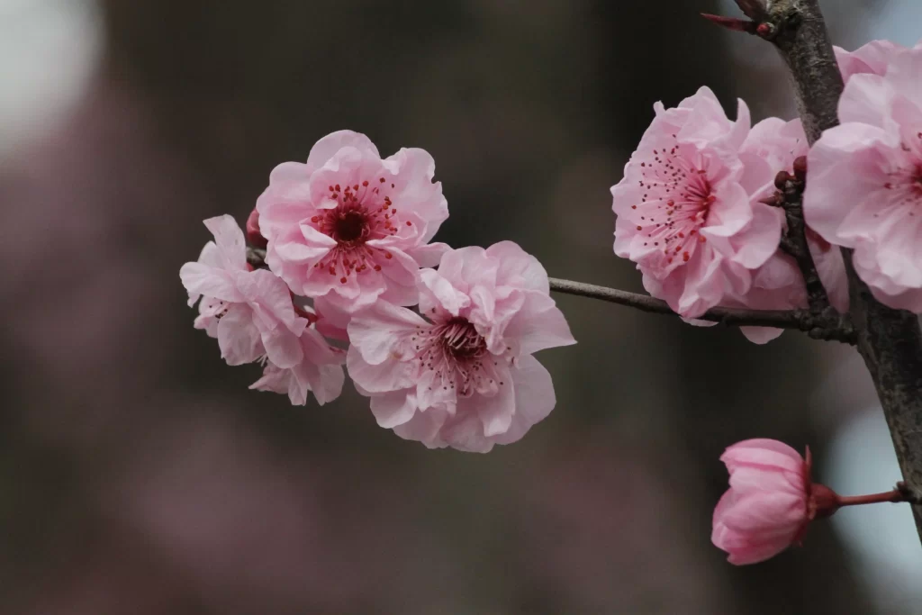Cherry Blossom Pink Petal Spring gray Branch