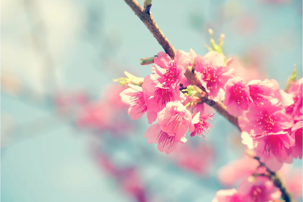 Cherry Blossom Pink Petal Spring gray Branch