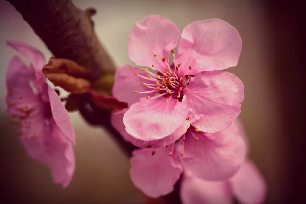 Cherry Blossom Pink Petal Spring warm Branch
