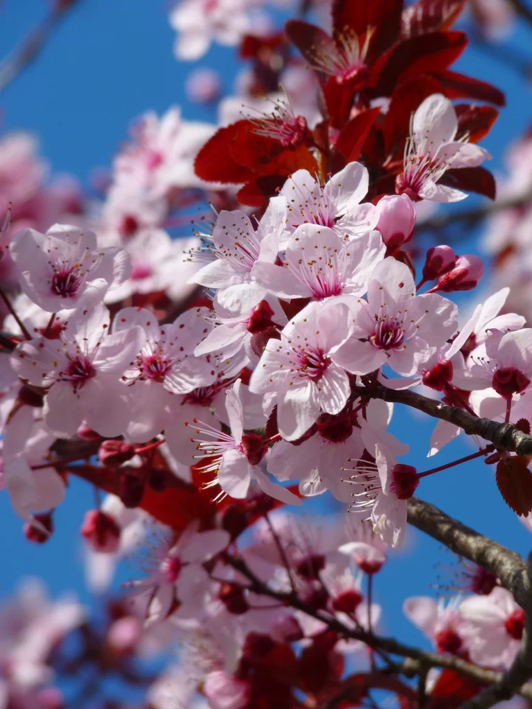 Cherry Blossom Pink Red Blue Sky Branch
