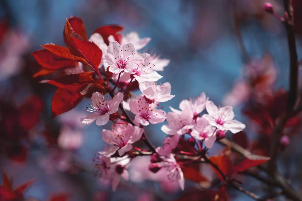 Cherry Blossom Pink Red Blue gray Sky