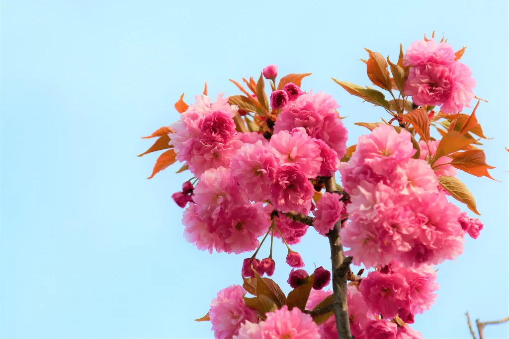 Cherry Blossom Pink Red Blue gray Sky