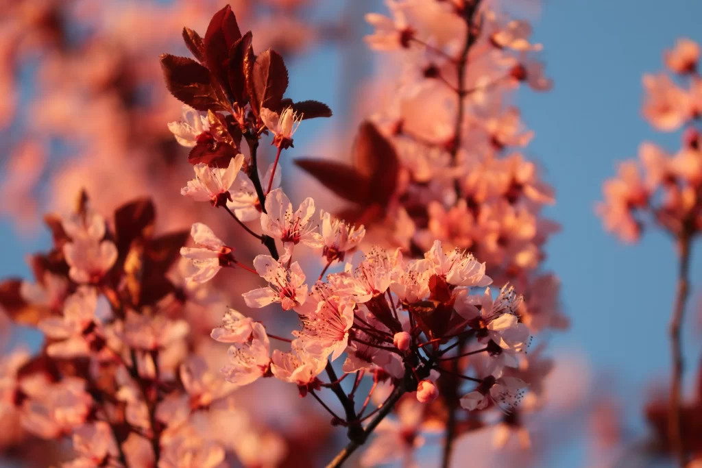 Cherry Blossom Pink Red Blue warm Sky