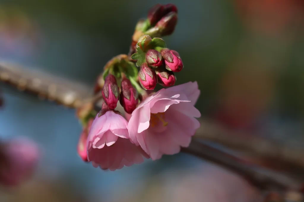 Cherry Blossom Pink Red Green Bud Petal