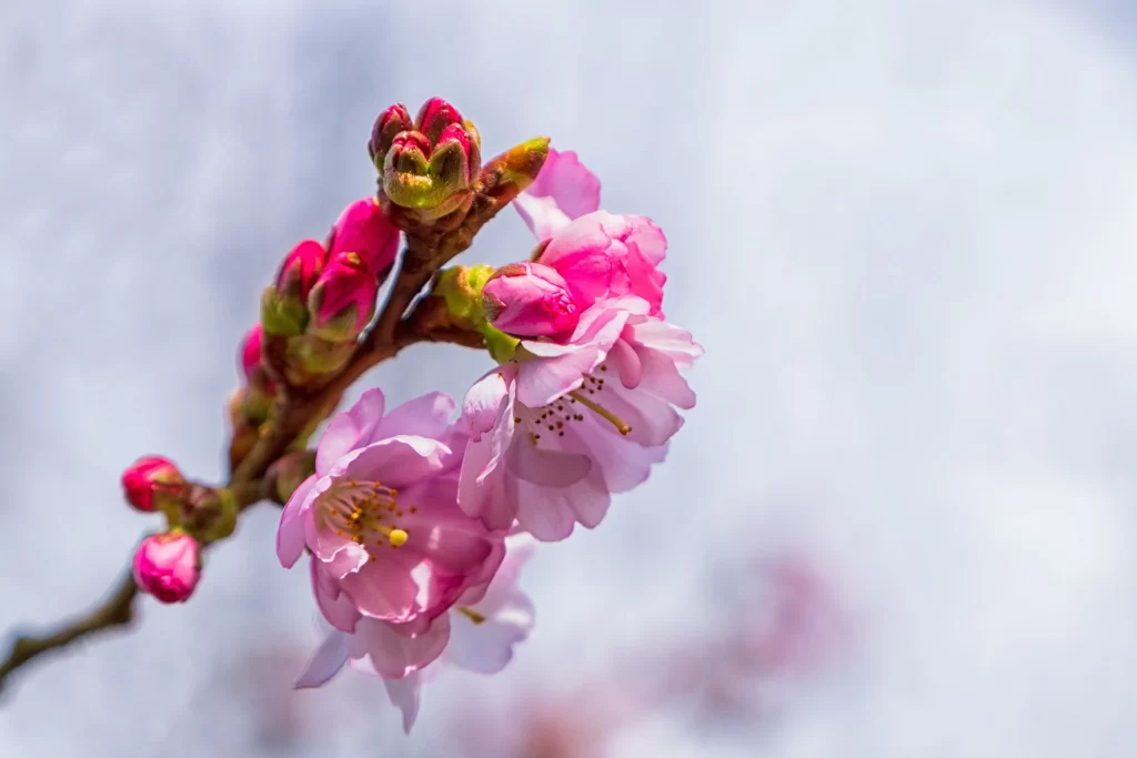 Cherry Blossom Pink Red Green Petal Branch