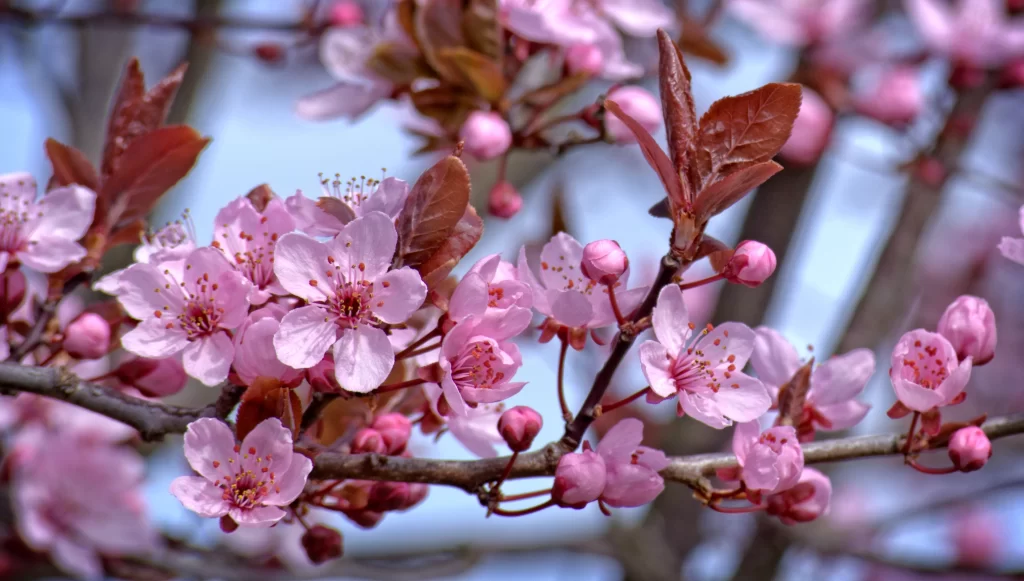 Cherry Blossom Pink Red Petal Spring warm Branch