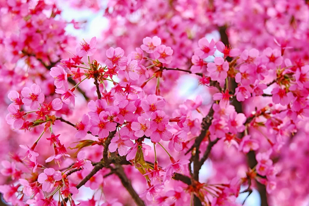 Cherry Blossom Pink Red Petal Spring warm Branch