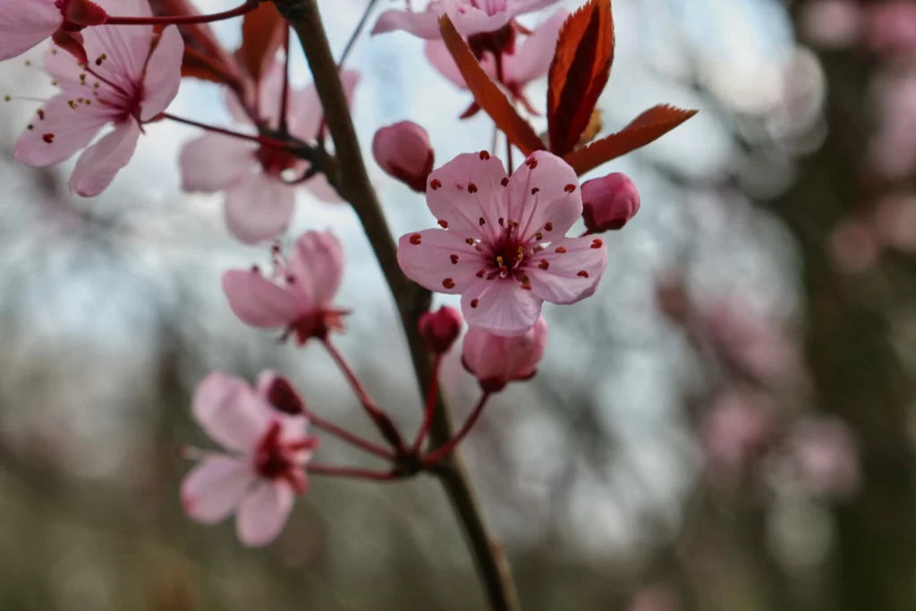 Cherry Blossom Pink Red Petal Branch Spring