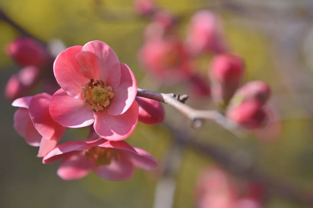 Cherry Blossom Pink Red Yellow Petals Branch