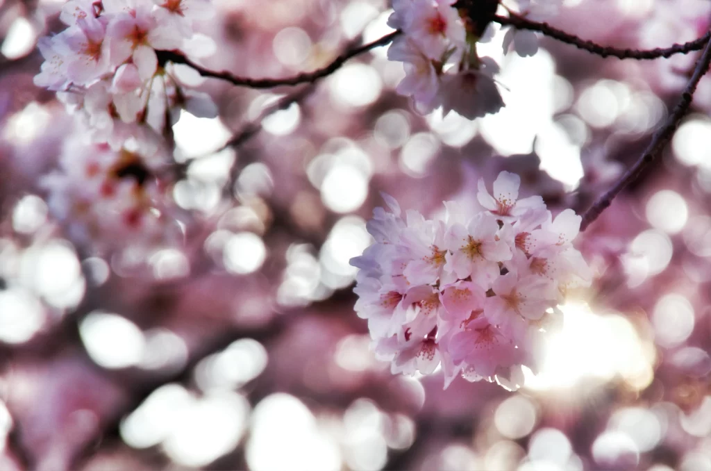 Cherry Blossom Pink White Petal Spring gray Branch