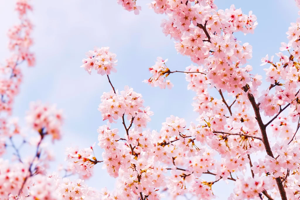 Cherry Blossom Pink White Blue Sky