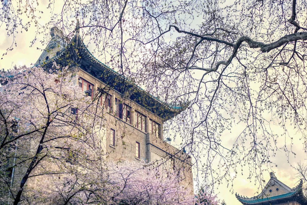 Cherry Blossom Pink White Tree Branches Building