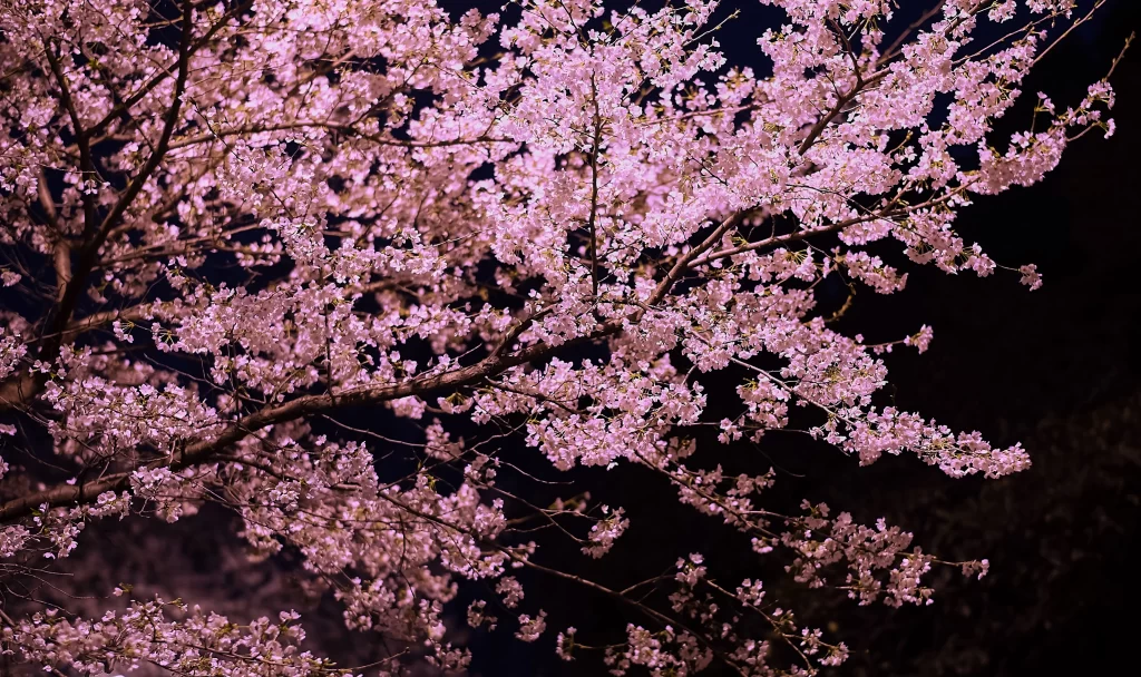 Cherry Blossom Pink White Petal Branch Night