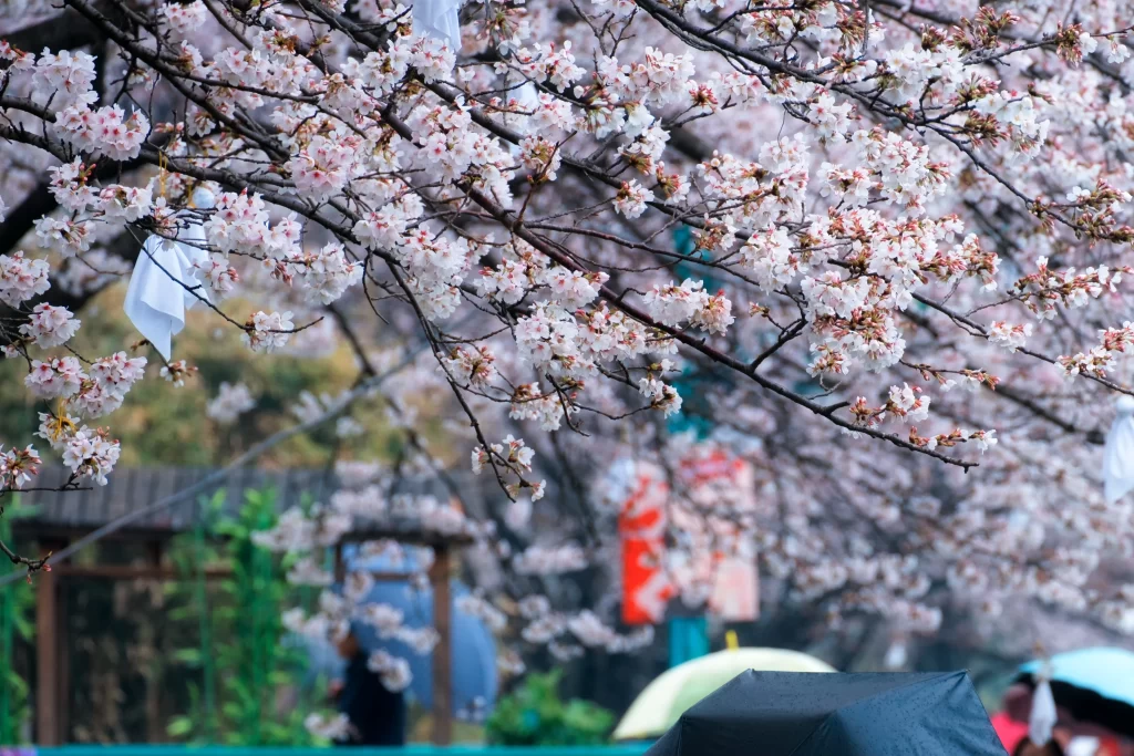 Cherry Blossom Pink White Petals Branches Rainy Scene