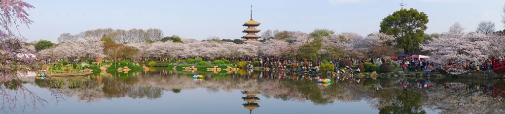 Cherry Blossom Pink White Green Blue gray Sky