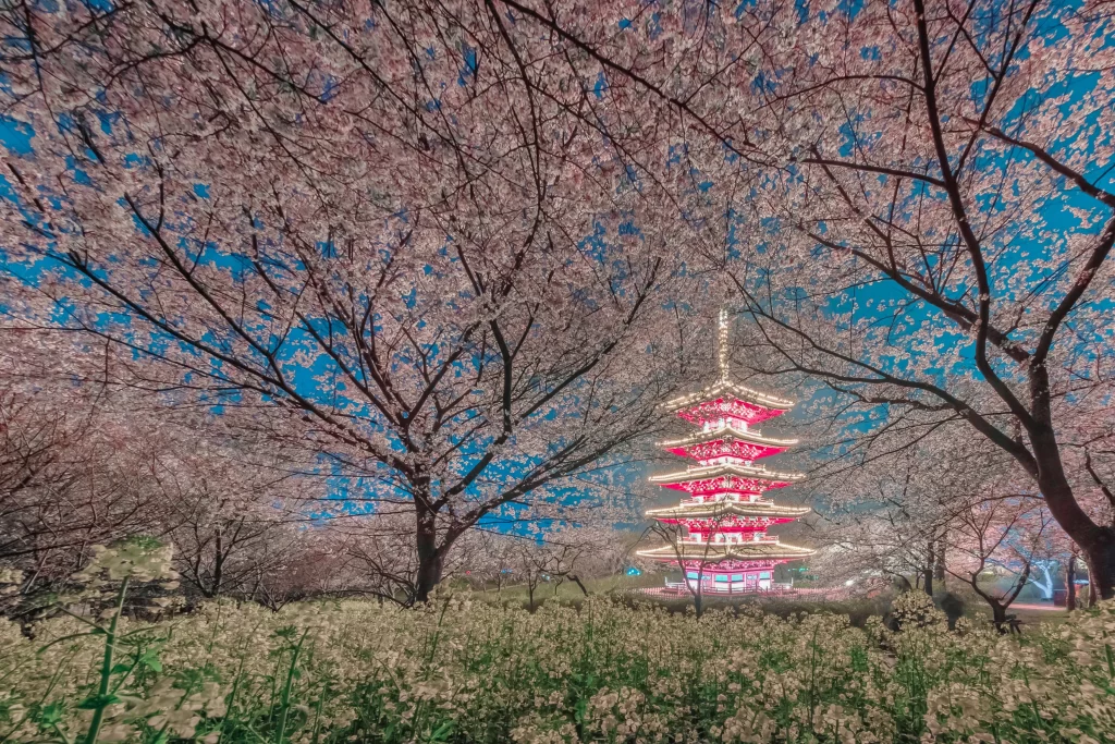 Cherry Blossom Pink White Red Tower Trees