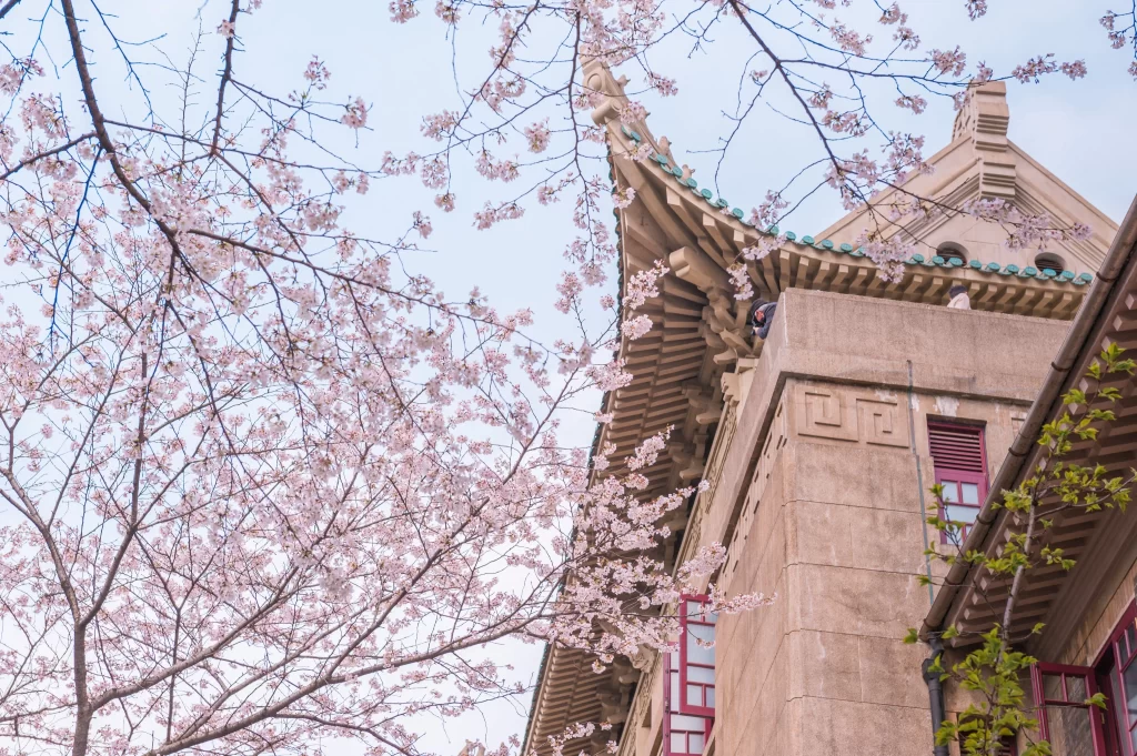 Cherry Blossom Pink White Blue Sky Building