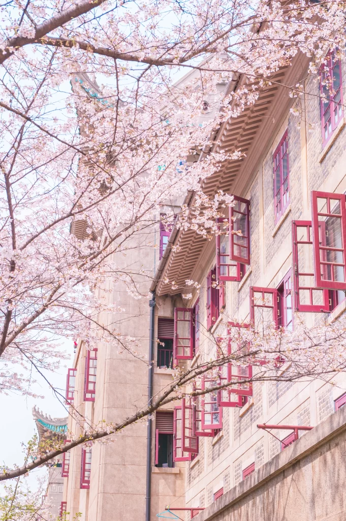 Cherry Blossom Pink White Building Windows